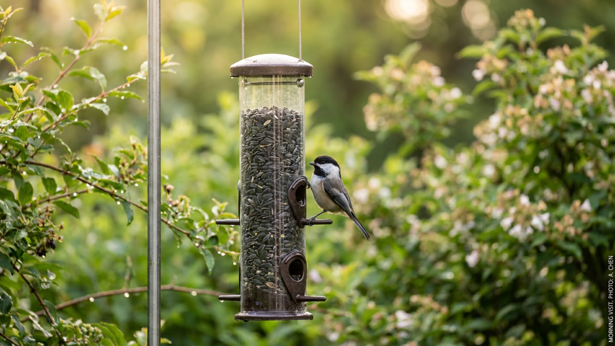 Black-capped chickadee perched on a backyard tube feeder full of sunflower seeds