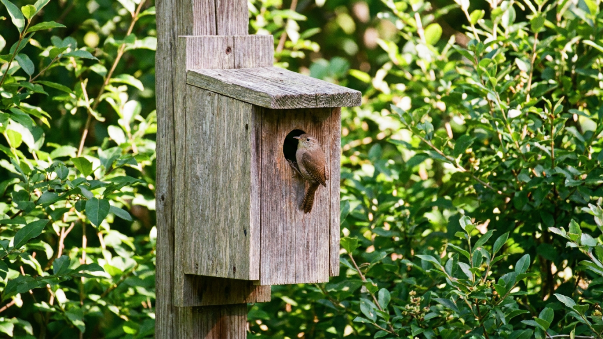 a house wren perched at the entrance of a small wooden nest box in a leafy backyard