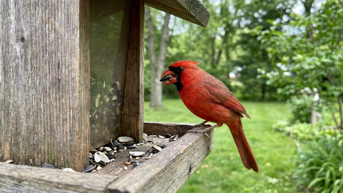 Bright red male cardinal eating sunflower seeds on a wooden feeder