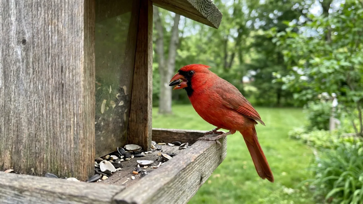 Bright red male cardinal eating sunflower seeds on a wooden feeder