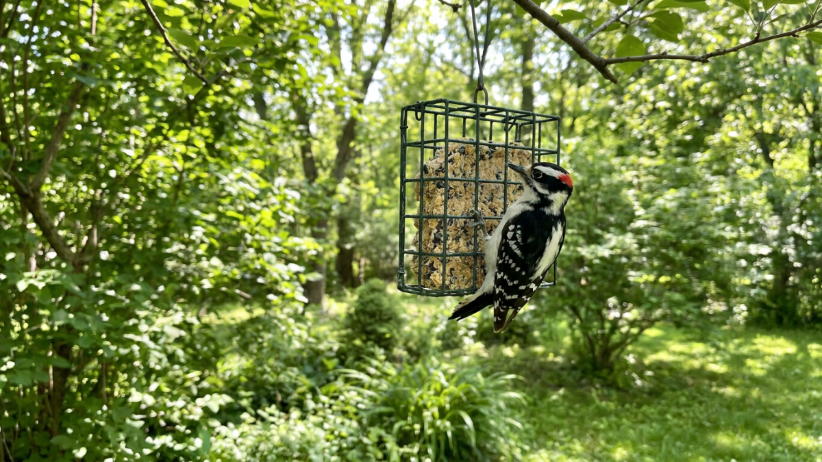 Small black and white downy woodpecker perched on a suet feeder in a green backyard
