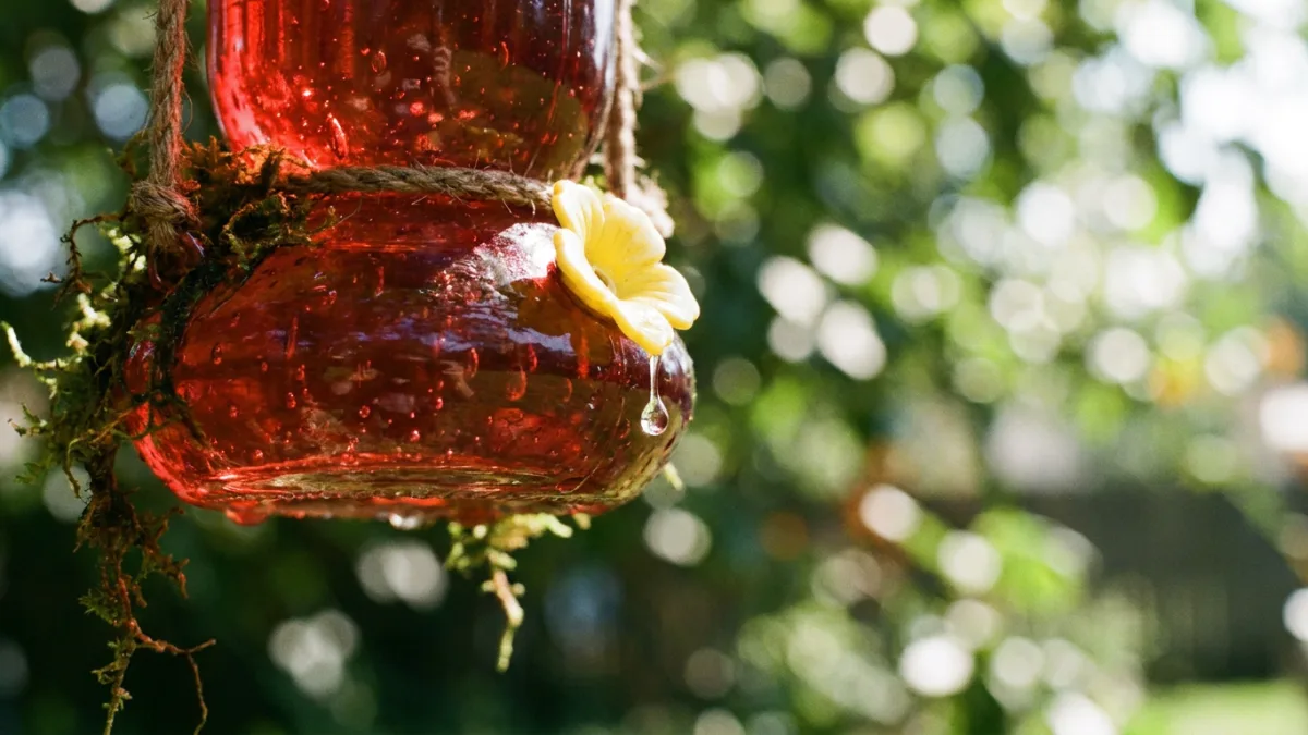 Hummingbird feeder leaking: a drop of clear nectar falling from the yellow feeding port of a red glass feeder