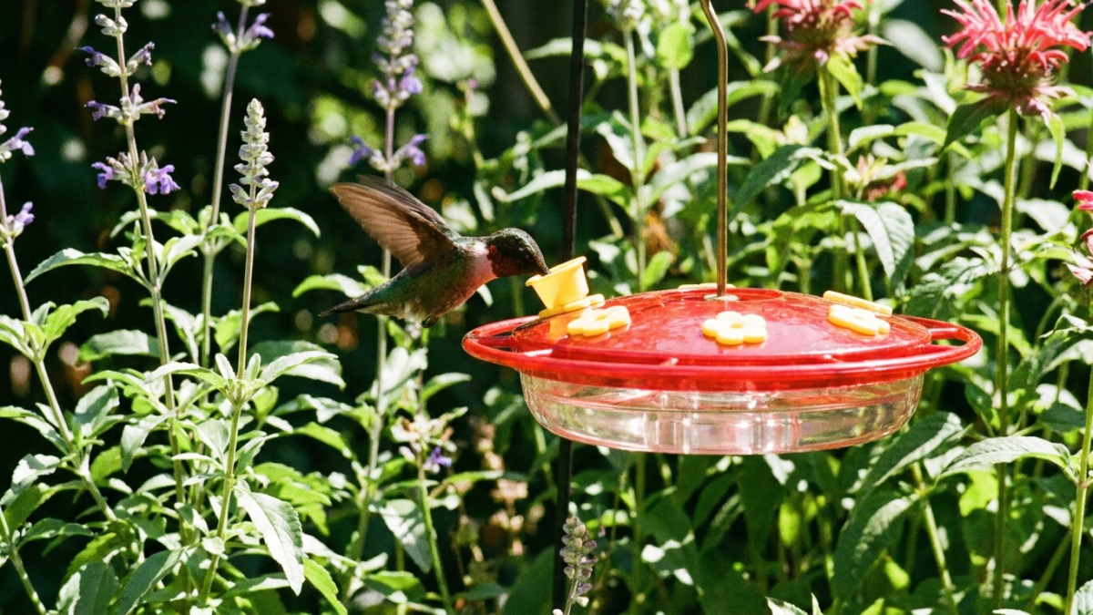 Bees hummingbird feeder solution, a red saucer style hummingbird feeder with bee guards over the nectar ports and a hummingbird feeding