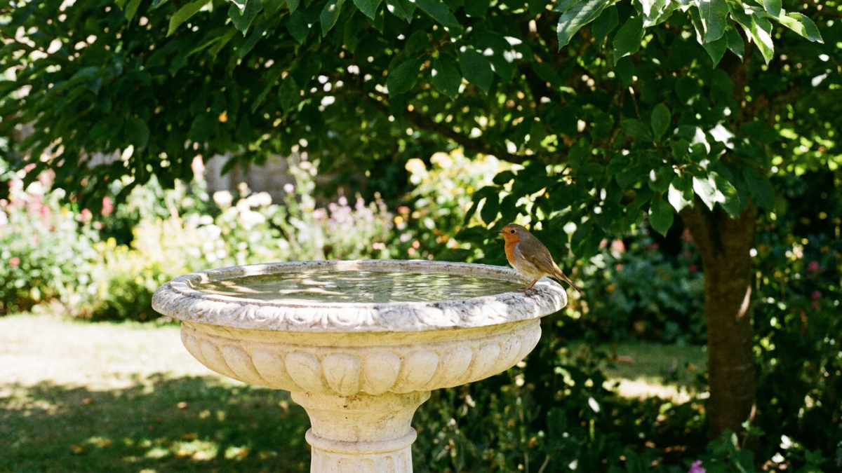 Clean stone bird bath with clear water in dappled shade, showing how to prevent bird bath algae