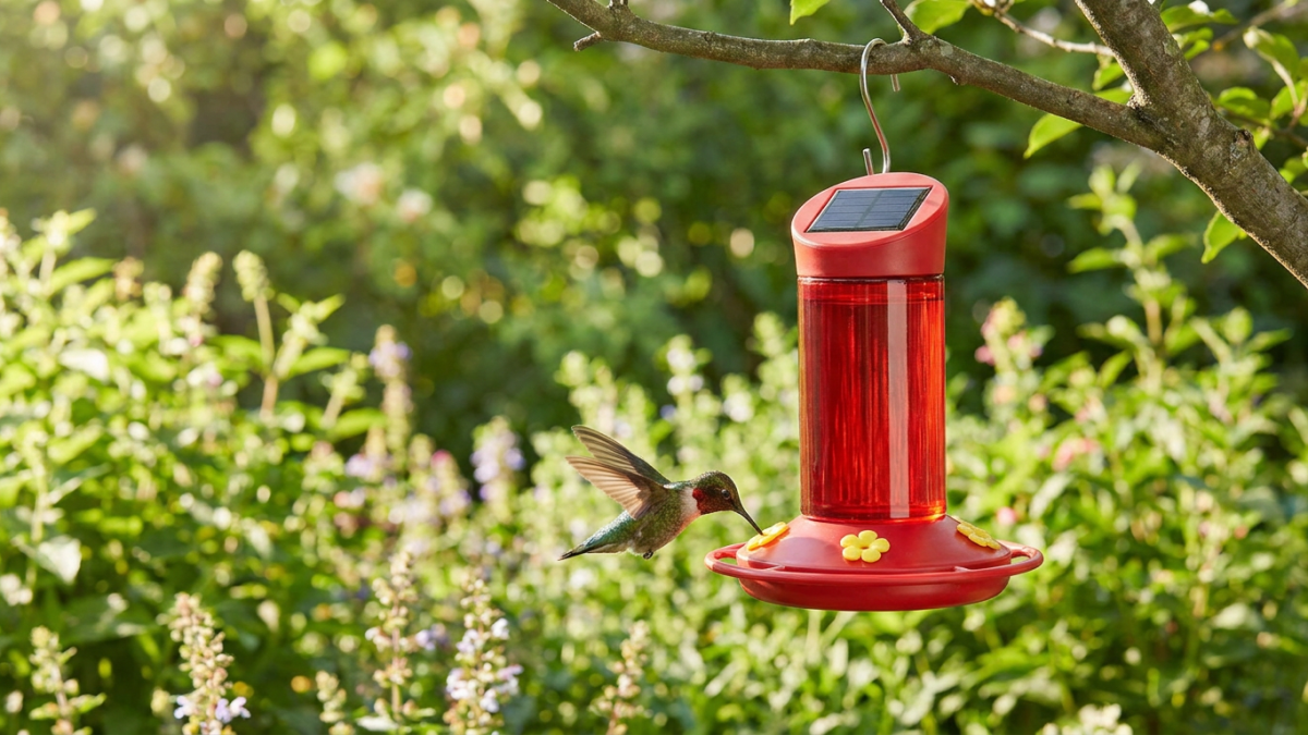 Bird Buddy smart hummingbird feeder camera photographing a hovering hummingbird in a garden