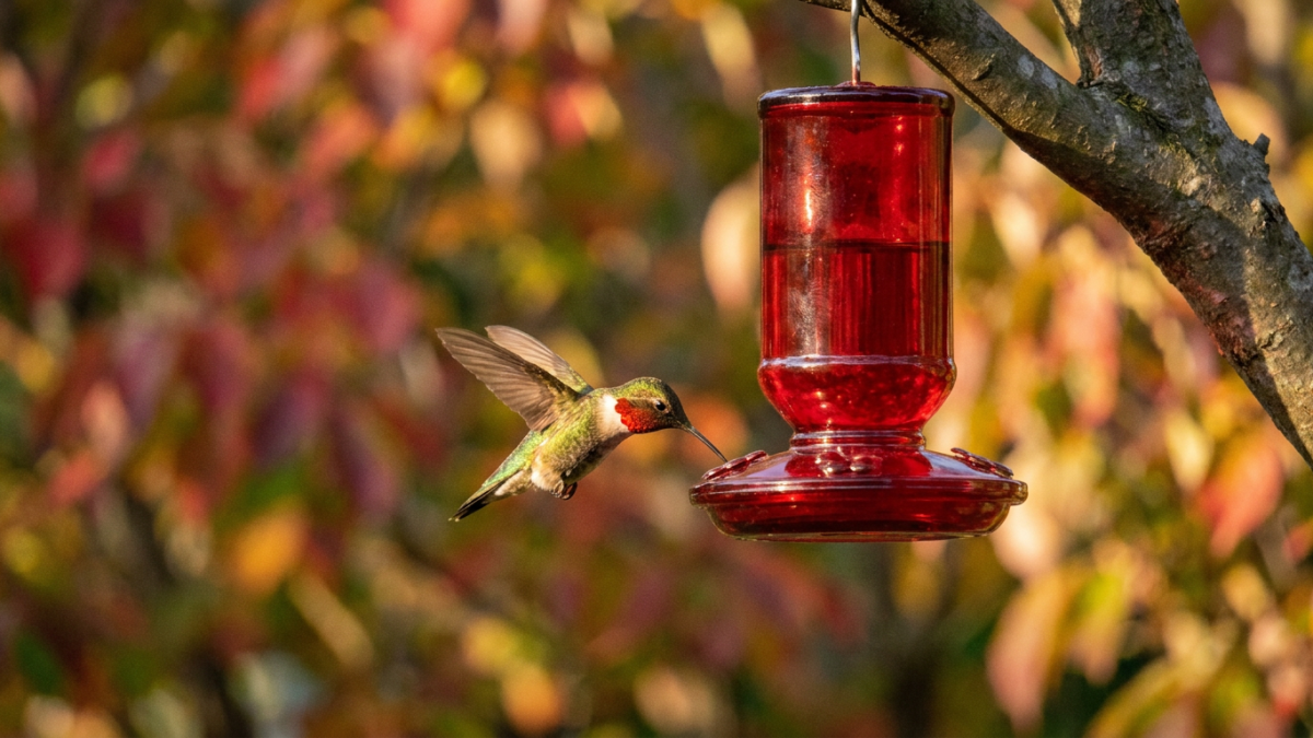 Ruby-throated hummingbird at a backyard feeder before hummingbirds migrate in fall