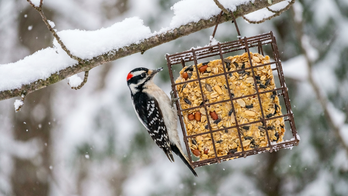 Downy Woodpecker feeding on a homemade suet pudding cake in a wire suet cage in winter