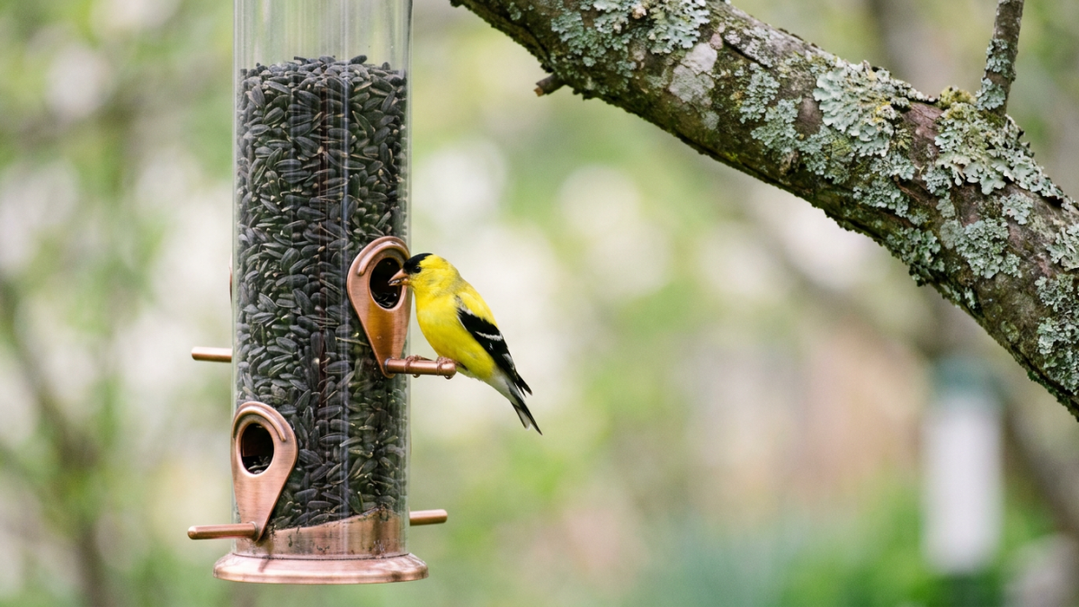 tube bird feeders - metal ports with black oil sunflower and a goldfinch