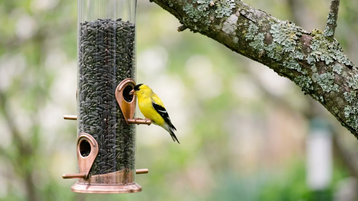 tube bird feeders - metal ports with black oil sunflower and a goldfinch
