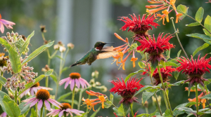 Hummingbird Garden Plants: Natives That Bloom From Arrival to Departure