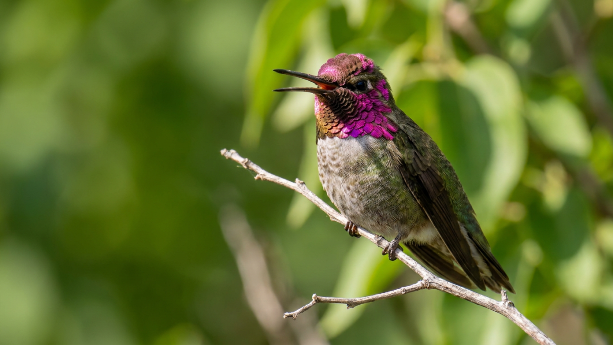 Hummingbird sounds: male Anna's hummingbird perched on a twig with its beak slightly open