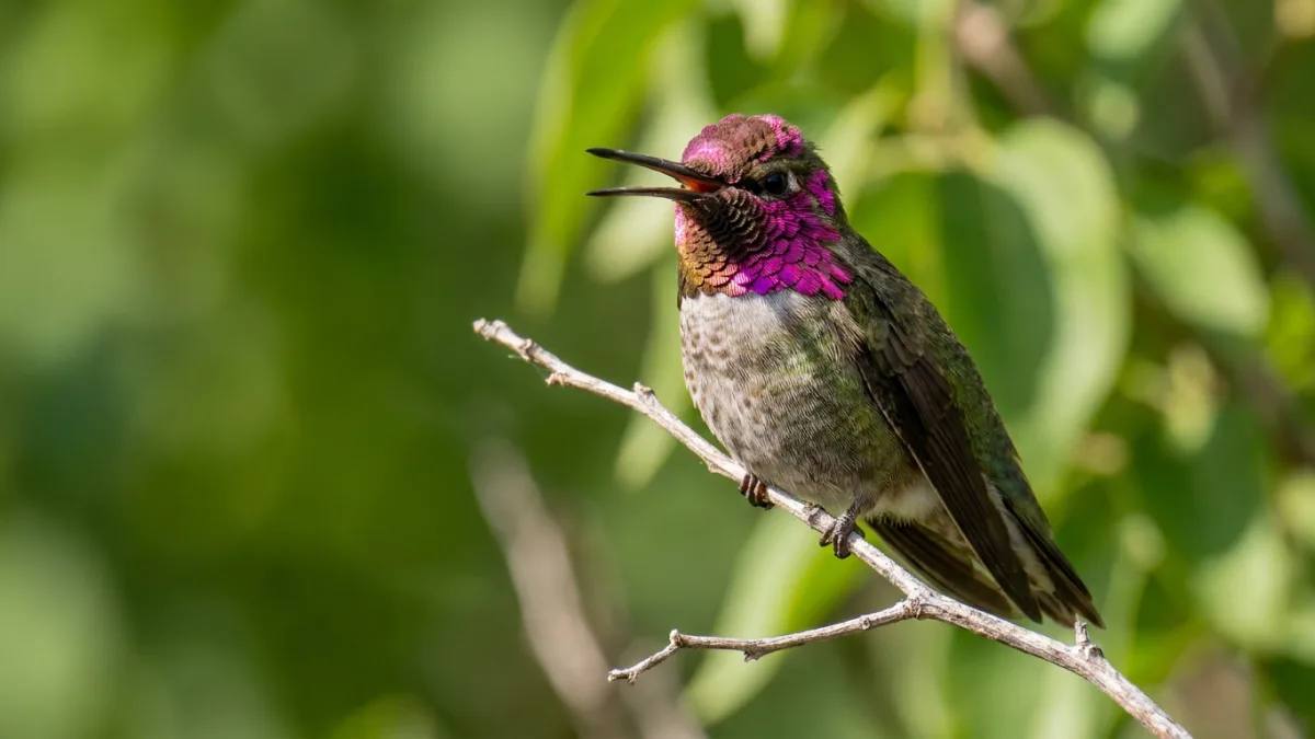 Hummingbird sounds: male Anna's hummingbird perched on a twig with its beak slightly open