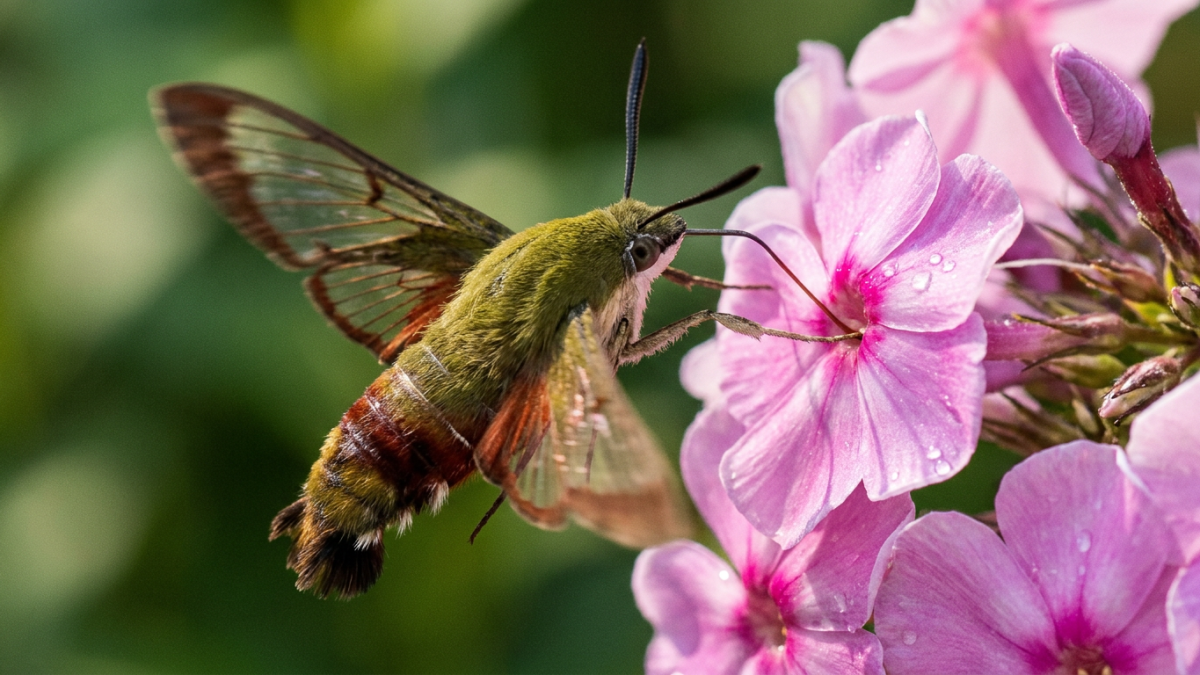 Insect that looks like a hummingbird: hummingbird clearwing moth hovering at a pink flower with its proboscis extended