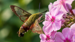 Insect That Looks Like a Hummingbird: Telling a Hummingbird Moth From the Bird
